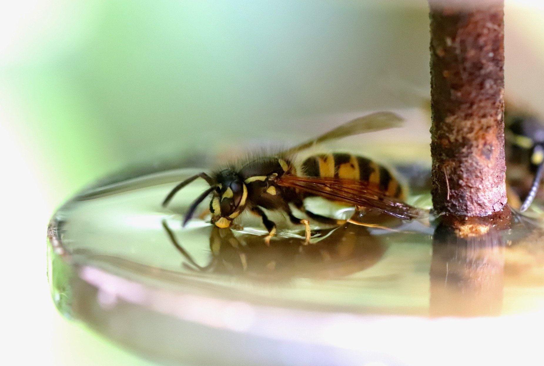 wasp drinking water from a bowl