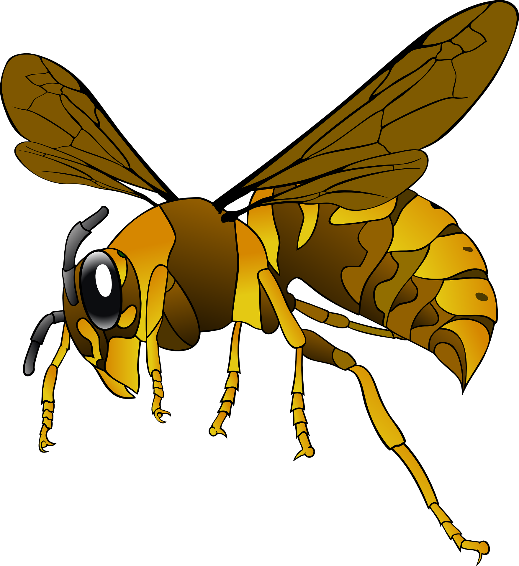 wasp drawing