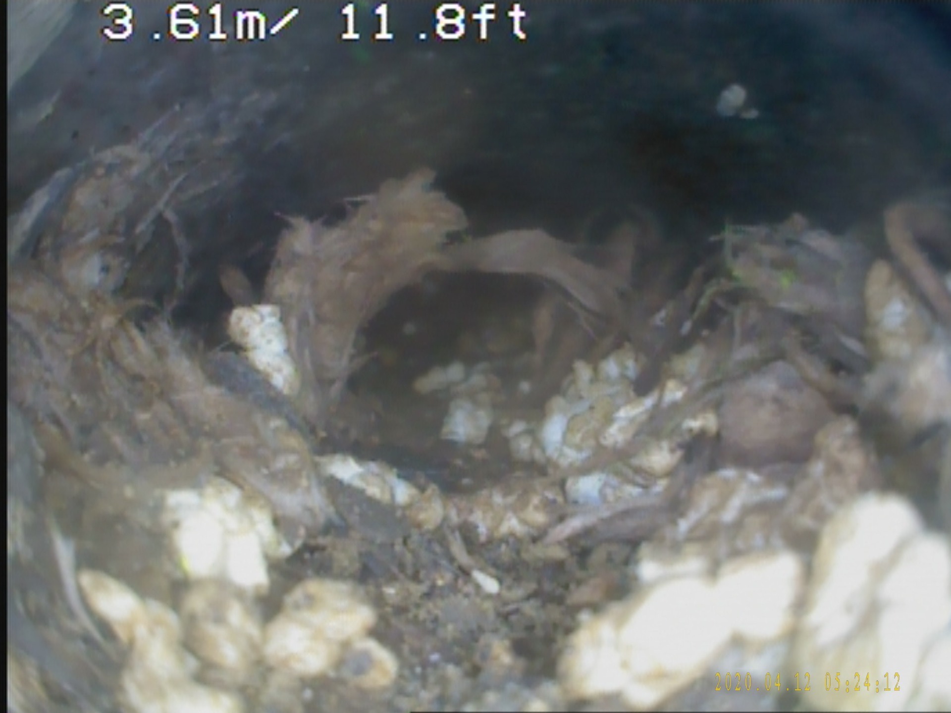 rats nest inside a drain