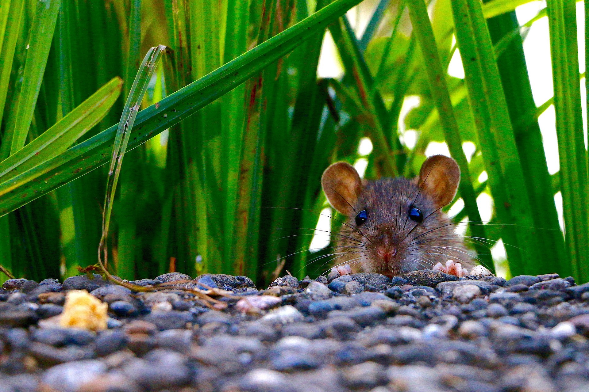 rat hiding in the grass