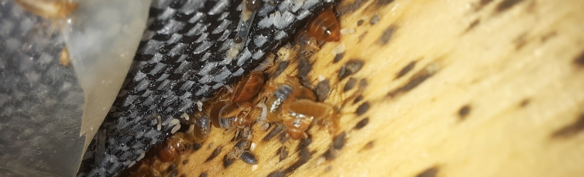 bedbugs on wood