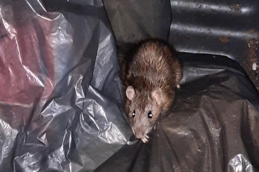 rat in a bin