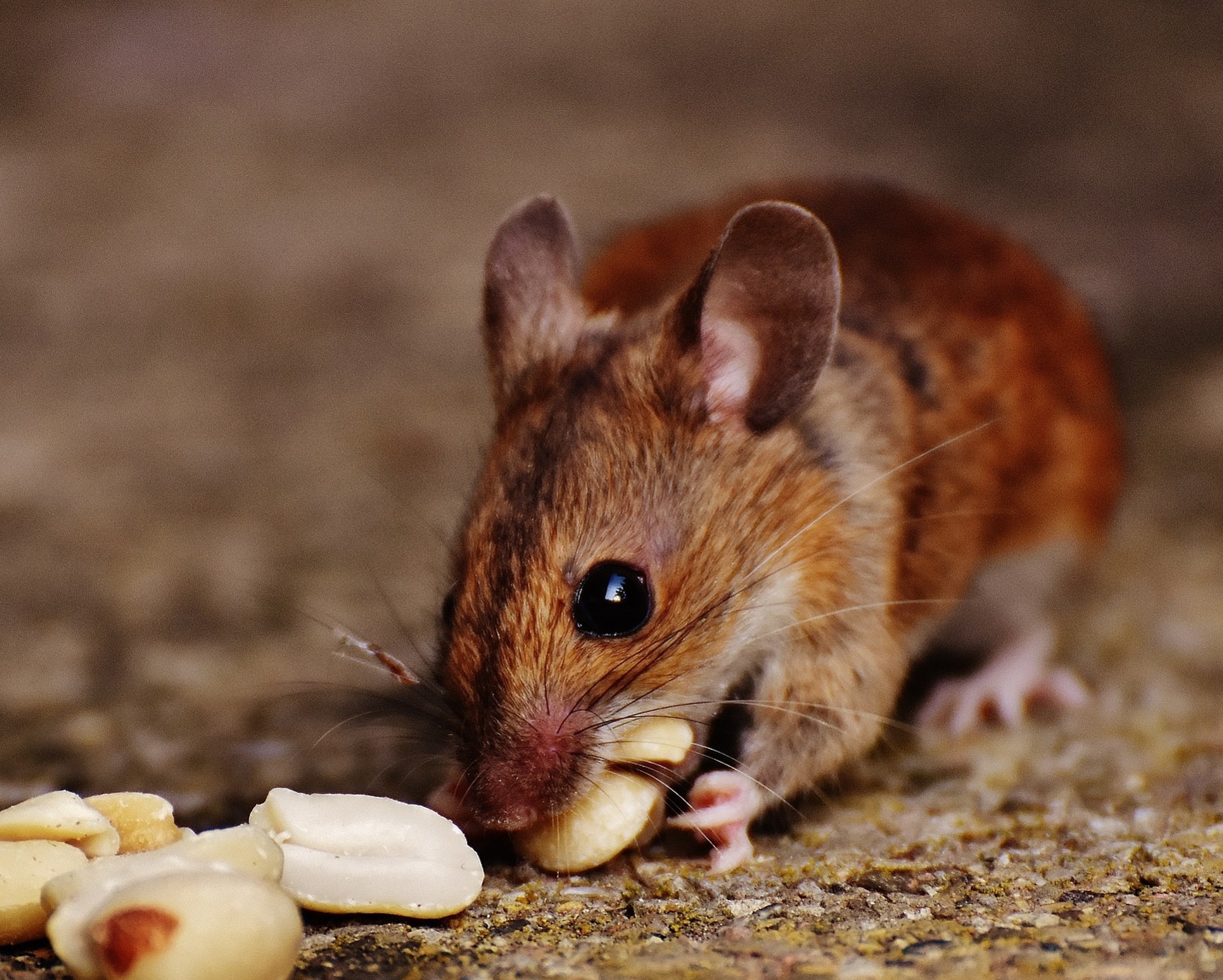 mouse eating a peanut