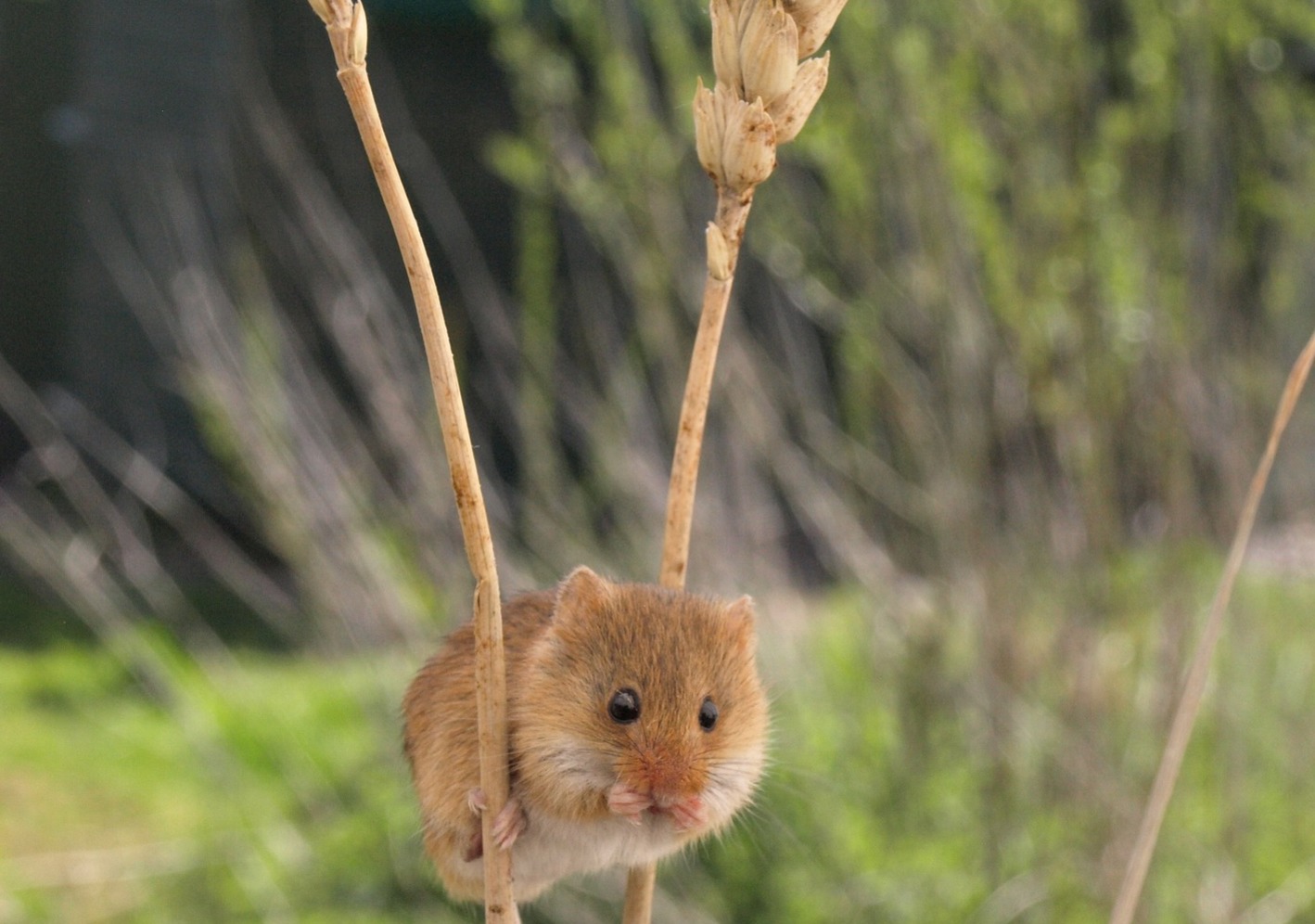 two harvest mice